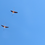 Trois flamant roses dans le ciel