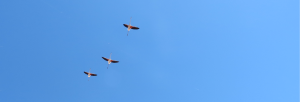 Trois flamant roses dans le ciel 